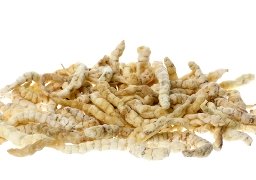 Cordyceps 