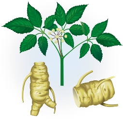 Panax Ginseng