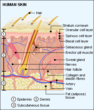 Anti Aging Skin